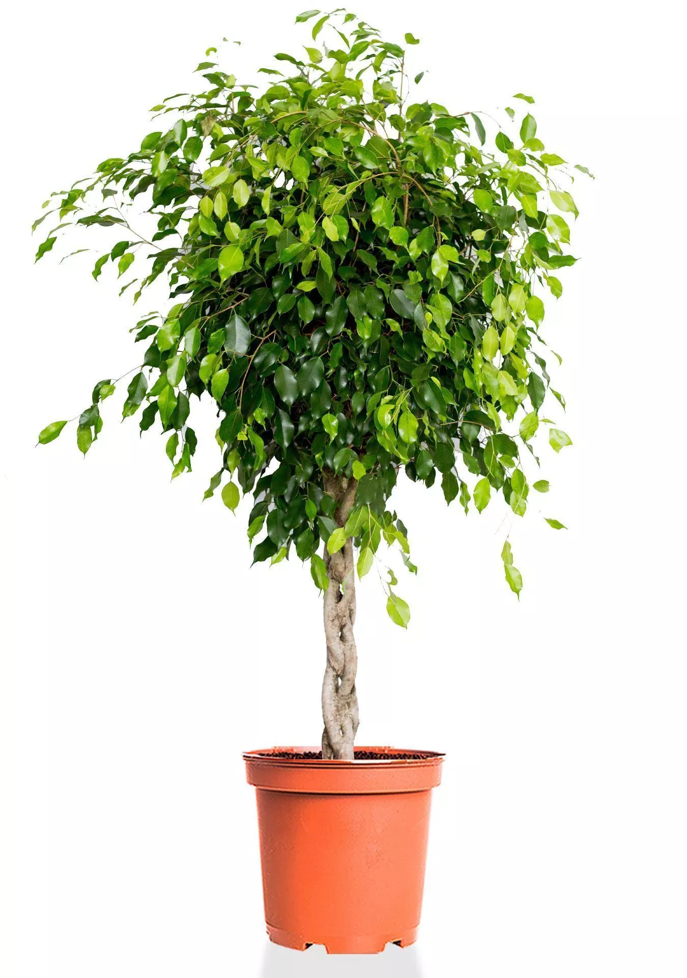 Фикус Бенджамина Экзотика переплетенный 40/150 см