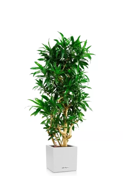 Драцена Песнь Ямайке в CANTO STONE LOW 40