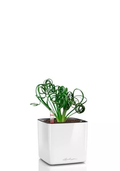 Альбука Спиралис 12/25 см в CUBE GLOSSY 14