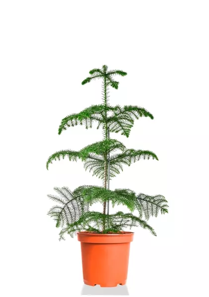 Араукария Гетерофилла 24/110 см