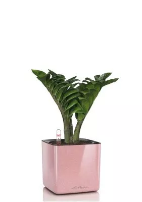 Замиокулькас Зензи 12/30 см в CUBE GLOSSY KISS 14, кремовый блестящий