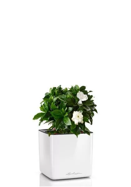 Гардения 12/30 см в CUBE GLOSSY 14