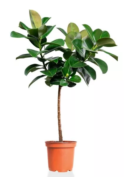 Фикус Эластика Робуста на штамбе 27/130 см