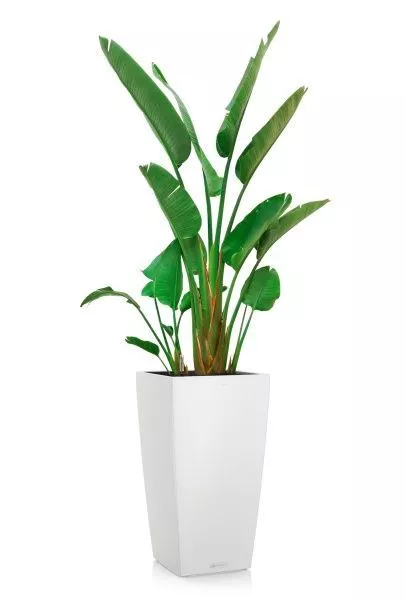 Стрелиция Николай 30/200 в CUBICO COLOR 40