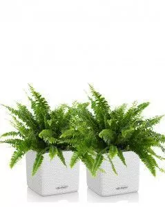 Набор Нефролеписов в CUBE COLOR 14