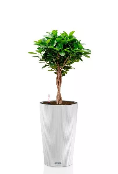 Фикус Моклейм 21/90 см в CILINDRO 32