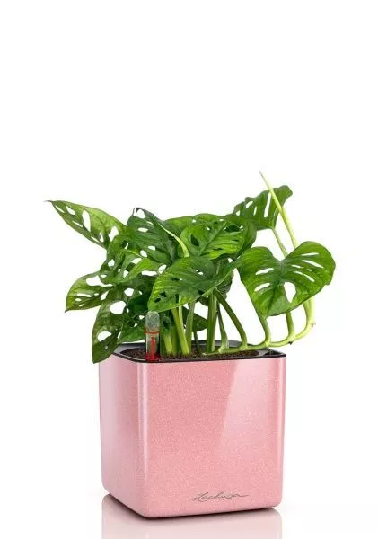 Монстера Манки 12/30 см в CUBE GLOSSY KISS 14