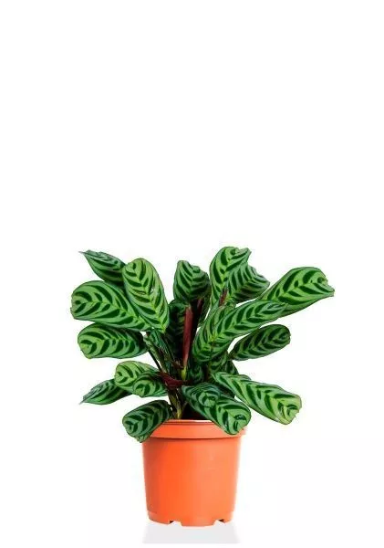 Ктенанта Бурле 12/25 см