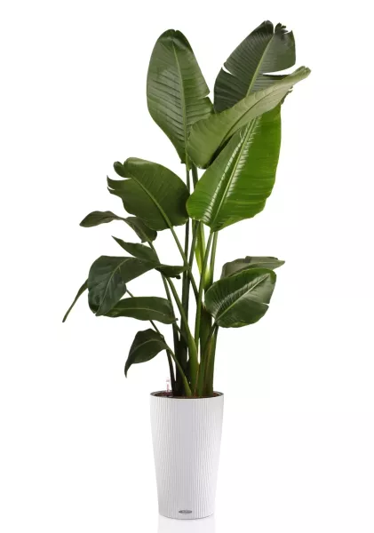 Стрелиция Николай 27/200 см в CILINDRO 32