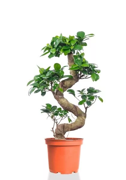 Фикус Микрокарпа Гинсенг 23/70 см