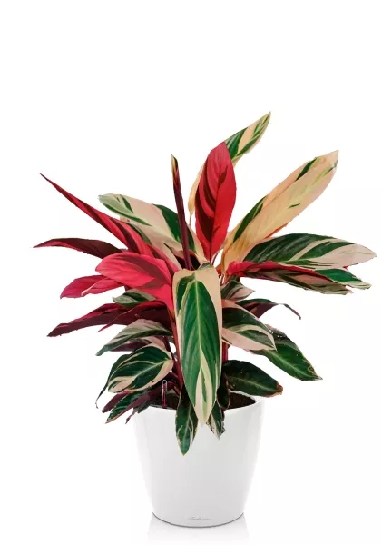 Строманта 19/65 см в CLASSICO LS 21