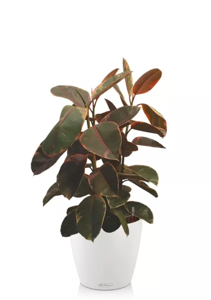 Фикус Эластика Белиз 3 ствола 27/100 см CLASSICO COLOR 35