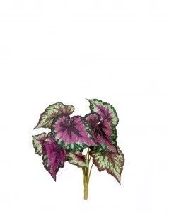 Бегония крупнолистная зелёно-бордовая