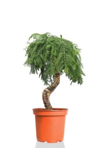 Араукария бонсай 40/110 см