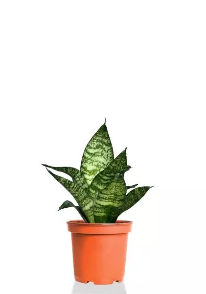 Сансевиерия Форест Стар 9/20 см