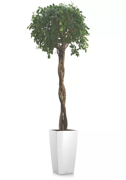 Фикус Нитида переплетенный 42/200 см в CUBICO 50