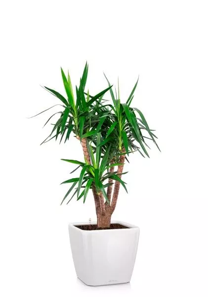 Юкка бранч 31/150 см в QUADRO LS 43