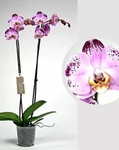 Орхидея Фаленопсис розовая пятнистая 12/60 см