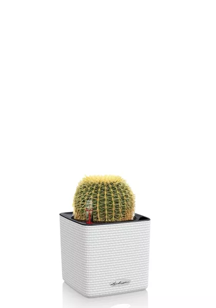 Эхинокактус Грузони 7/8 см в CUBE COLOR 14