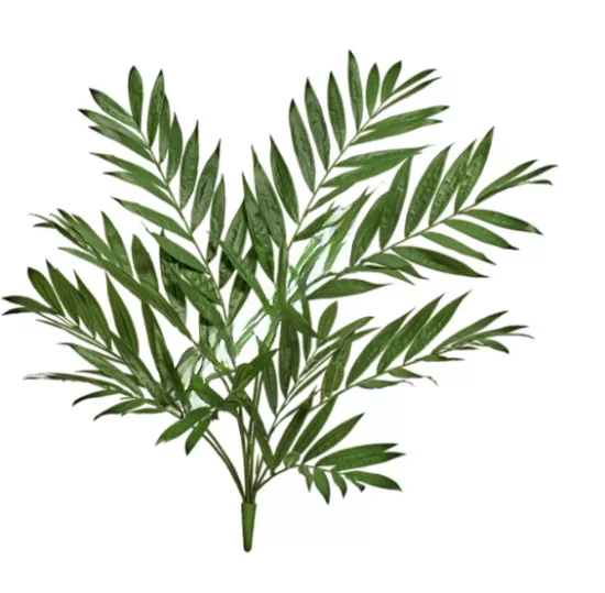 Пальма Хамедорея куст  75 см