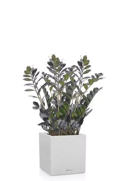 Замиокулькас Равен в CANTO STONE LOW 40