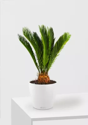 Цикас Революта 14/60 см в CLASSICO 18, белый