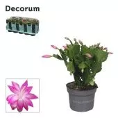 Шлюмбергера (декабрист) Pink (decorum) d10.5 см h20 см тип 1