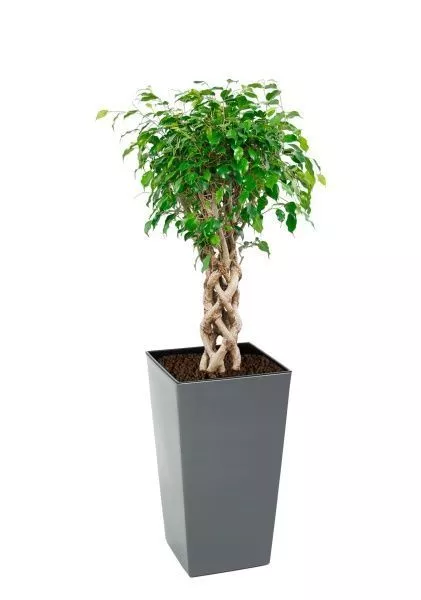 Фикус Бенджамина Экзотика цилиндр 24/100 см в LAMELA Finezja 30x30