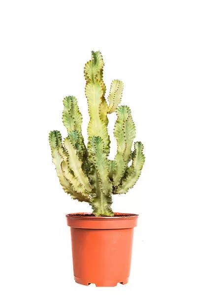 Эуфорбия Ингенс 30/100 см