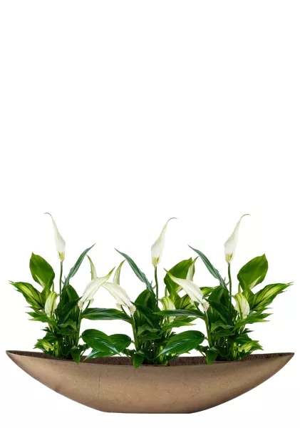 Спатифиллум 12/35 см в TREEZ Effectory, Ваза-Лодка, Большая