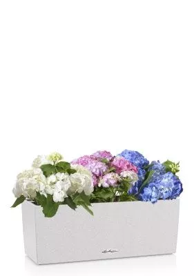 Гортензия Цветной Микс в BALCONERA Stone 50, песочный белый