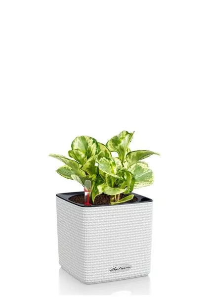 Пеперомия Голден Гейт 14/20 см в CUBE COLOR 16