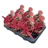 Криптантус Bivittatus Rubin Star Potcover d10.5 см h12.5 см