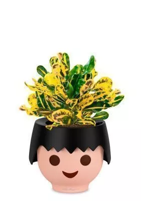 Кротон Еллоу в OJO, черный