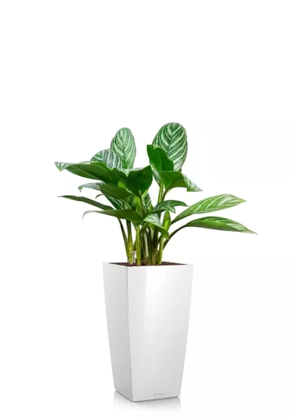 Аглаонема Страйп 17/60 см в CUBICO 22