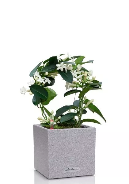 Стефанотис 12/30 см в CANTO STONE 14