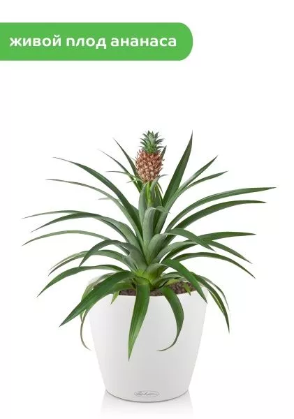 Ананас 15/50 см в CLASSICO 21