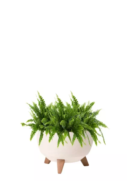 Папоротник Нефролепис Грин Леди 12/30 см в миске LAMELA ROMA ECO WOOD 240