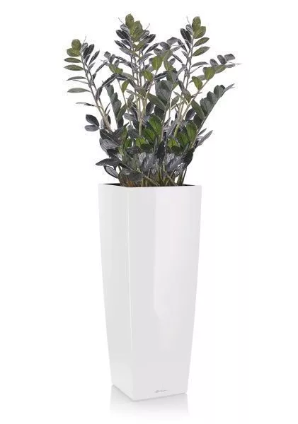 Замиокулькас Равен в CUBICO ALTO 40