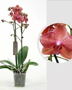 Орхидея Фаленопсис коралловая 12/60 см
