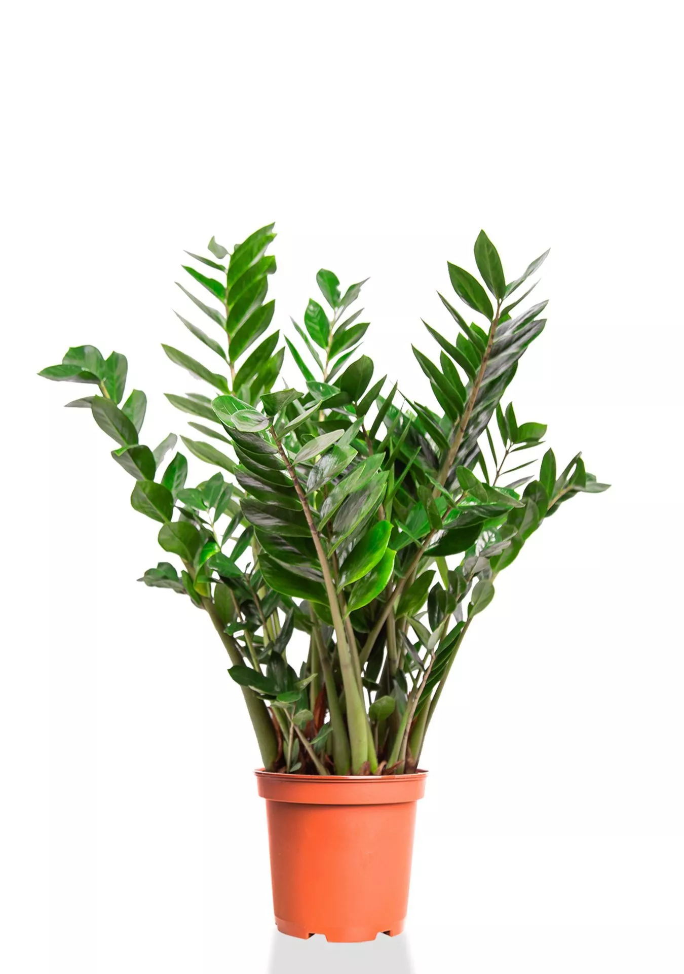 Замиокулькас 27/100 см