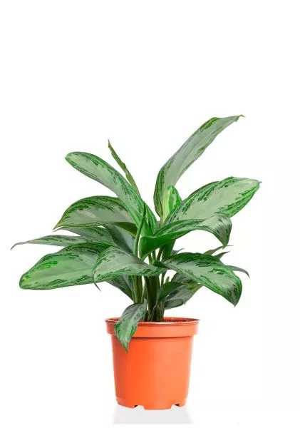 Аглаонема Сильвер Бей 14/40 см