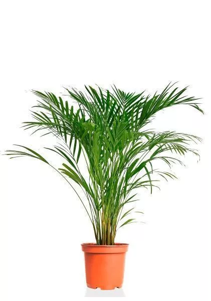 Хризалидокарпус Арека 19/120 см