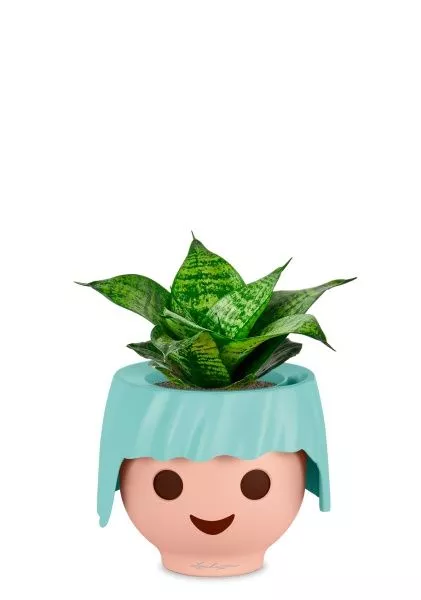 Сансевиерия Ханни 12/25 в OJO