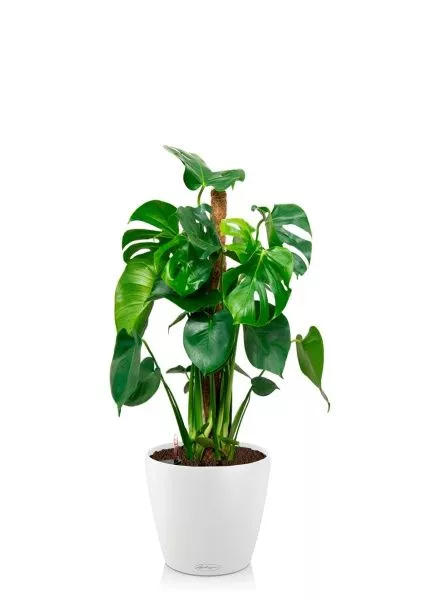 Монстера Делициоза 19/90 см в CLASSICO COLOR 28