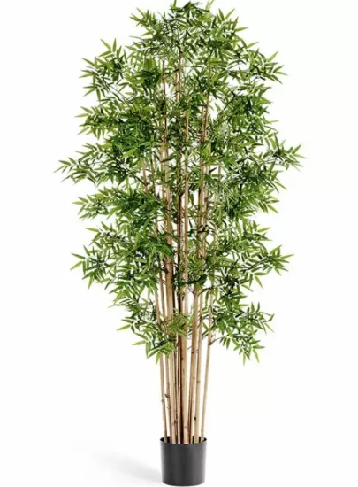 Бамбук Новый Японский