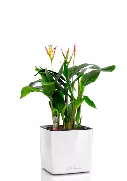 Геликония в CUBE GLOSSY 14