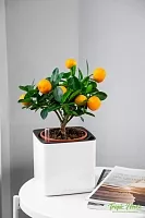 Цитрус Каламондин 12/30 см в PURO 20