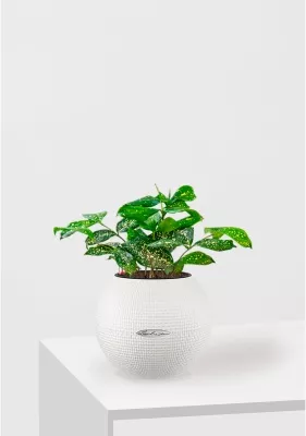 Драцена Суркулоза в PURO 20, белый