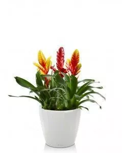 Вриезии микс в CLASSICO LS 21